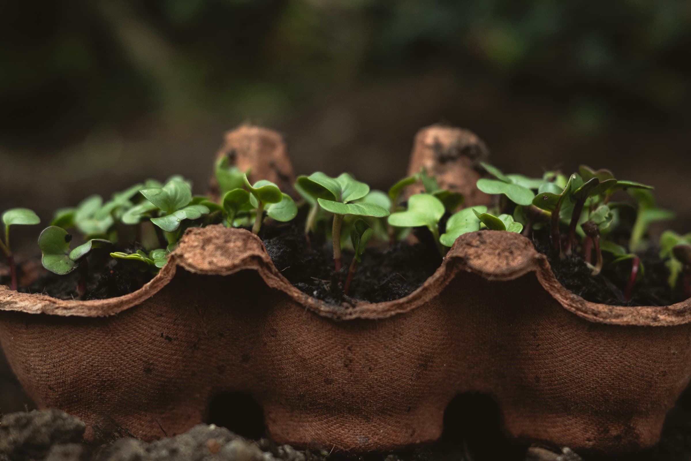 Seedlings growing in egg carton